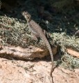 0913-1401 SA lizard (9131369)